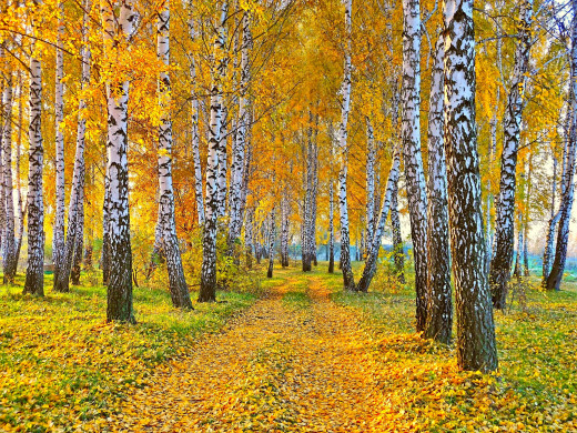 846915 (a): :2560x1920